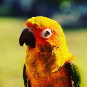 Meet your Posher, Emilio